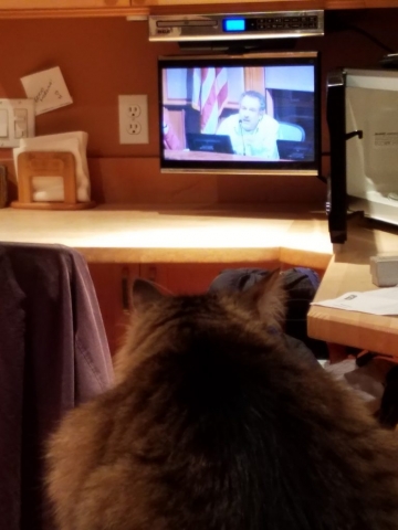 Lenny's cat watching a Mountain View city council meeting